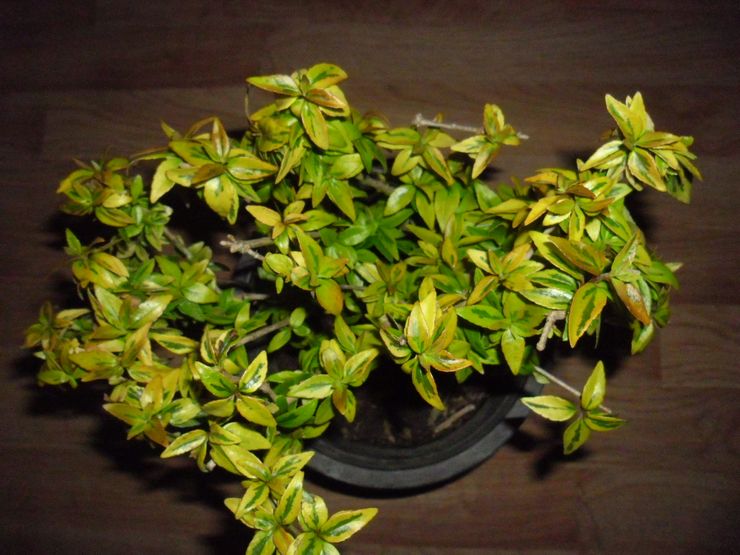 Beskæring af abelia