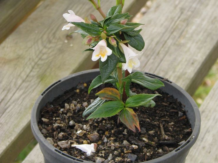 Abelia avlsmetoder