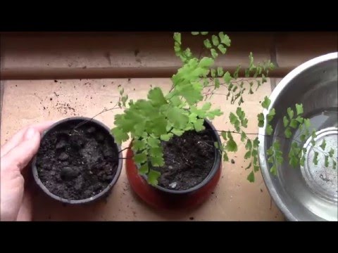 Neitsyt- tai Venuksen hiukset. Neitohiuksen laskeutuminen.