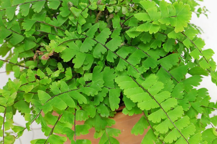 Neitsytkarvan tuholaiset ja sairaudet