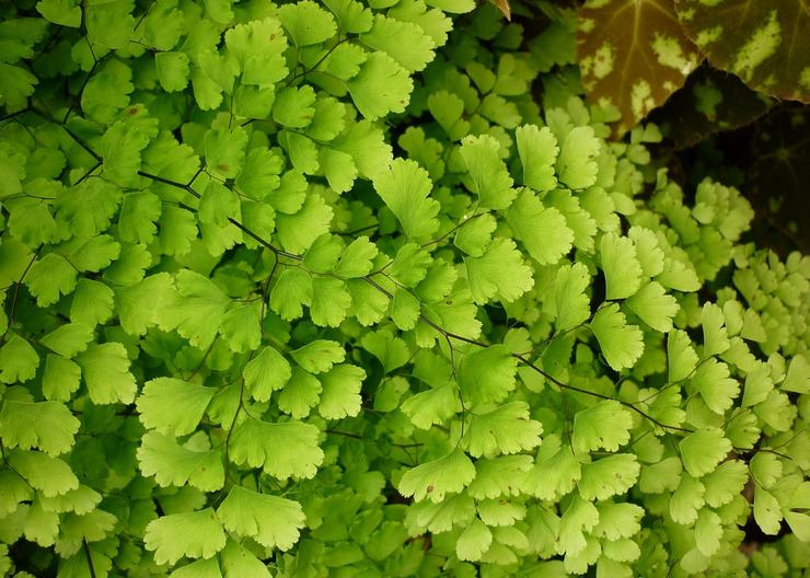 Maidenhair