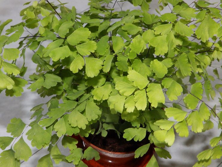 Maidenhair tuoksu