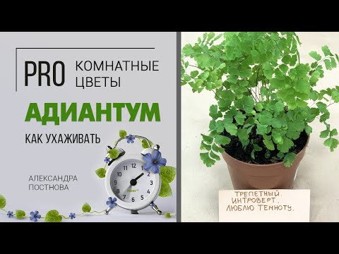 Venuksen hiukset | Maidenhair - herkkä saniainen