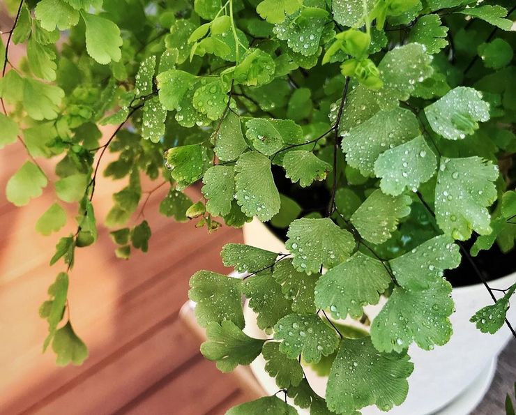 Neitsytkarvan kastelu