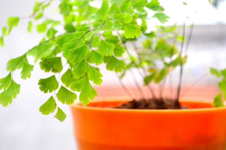 Maidenhair -elinsiirto