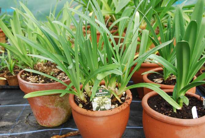 Agapanthus -befrugtning udføres kun fra begyndelsen af ​​foråret til slutningen af ​​sommeren.