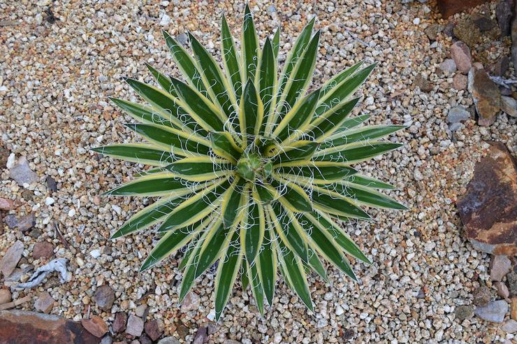 Νήμα αγαύης