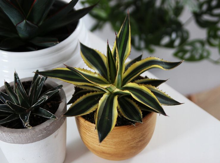 Χαρακτηριστικά της αγαύης