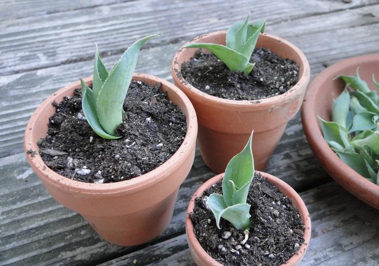 Μέθοδοι αναπαραγωγής αγαύης