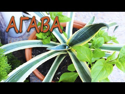 Αγαύη. [Ελπίδα και Ειρήνη]