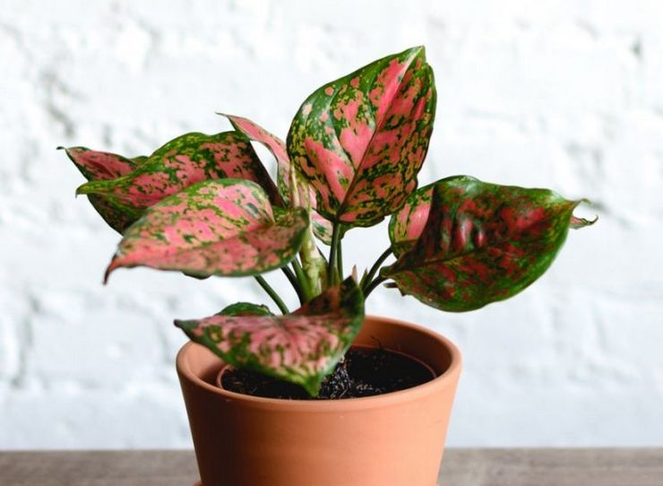Μέθοδοι αναπαραγωγής Aglaonema