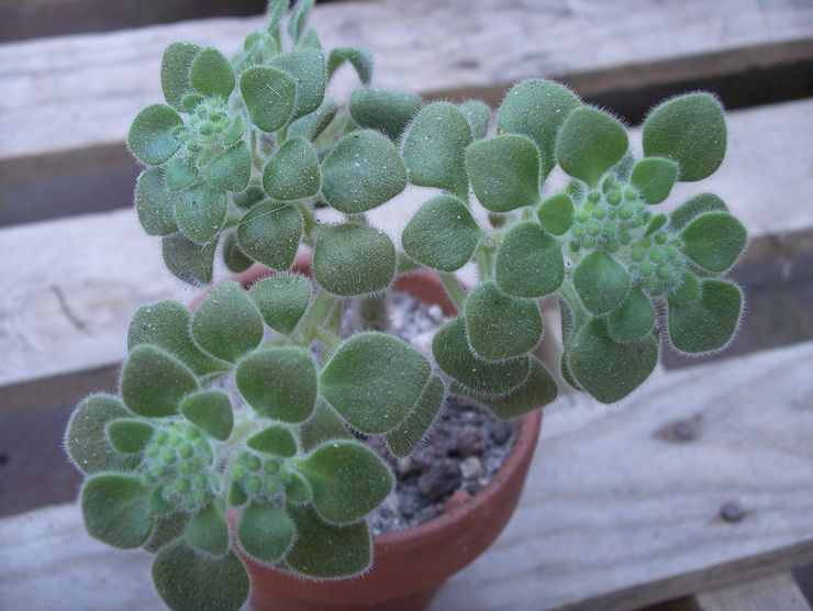 Aichrizon χαλαρό ή ανοιχτό