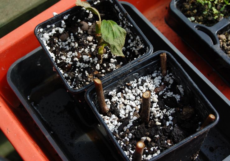 Reproduktion af actinidia