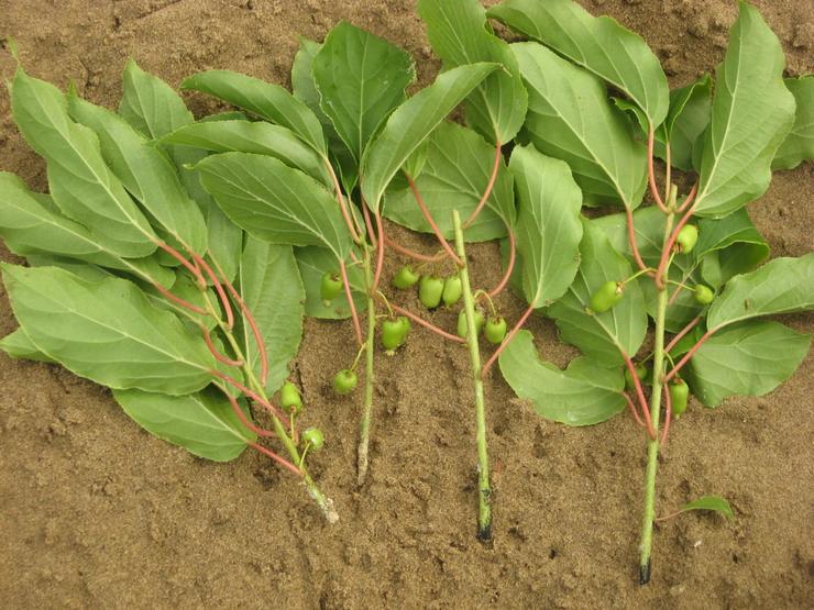 Stiklinger af actinidia