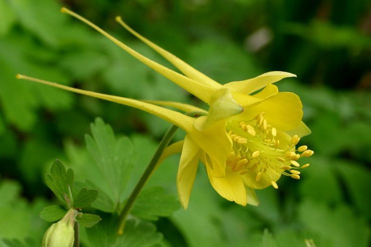 Aquilegia gyldenblomstret