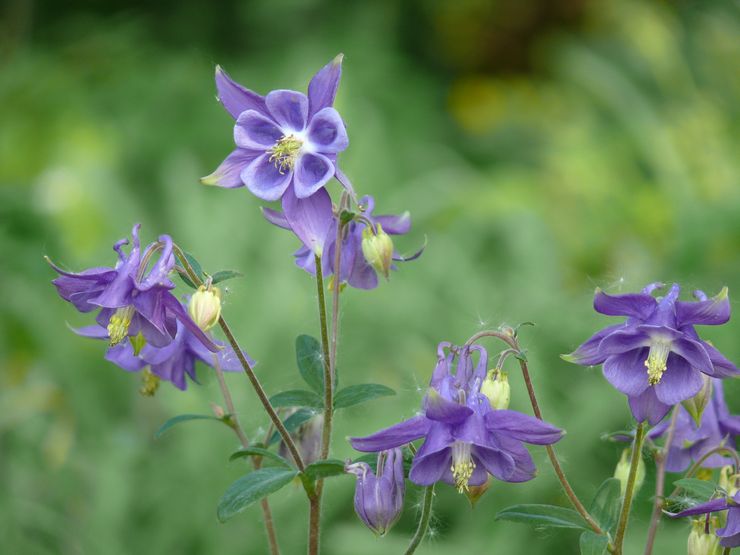Aquilegia plante