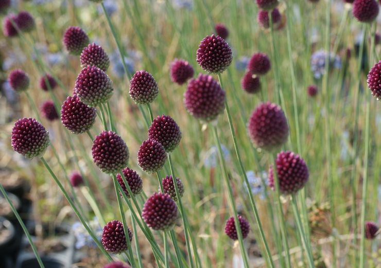 Allium rundhoved