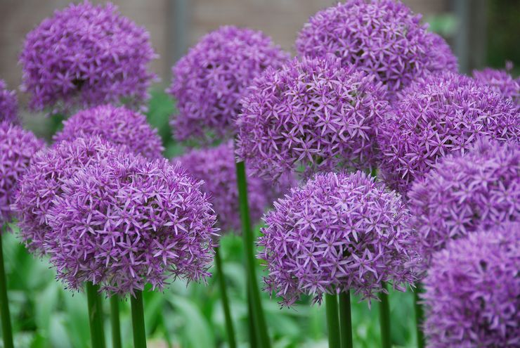 Allium beskrivelse