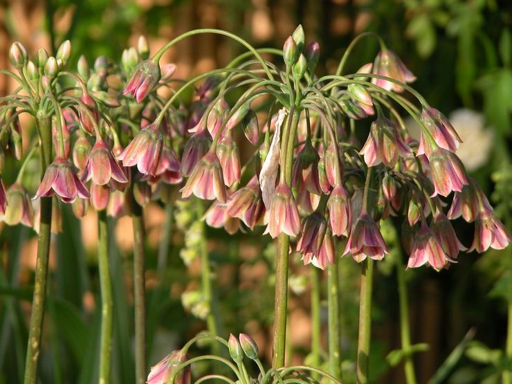 Allium bulgarsk