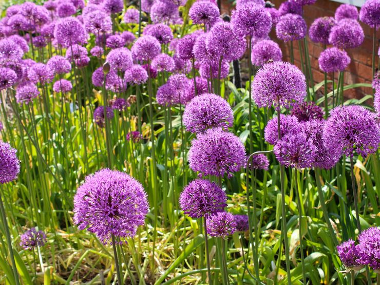 Allium kæmpe