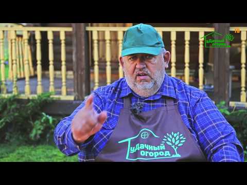 Allium er en flerårig uhøjtidelig plante fra løgfamilien.