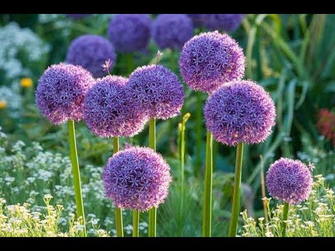 Dekorativ sløjfe. Plantning i efteråret