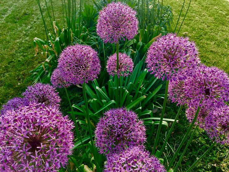 Allium pleje