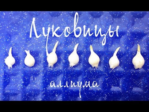 ALLIUM pærer Voksende Pynteløg fra frø