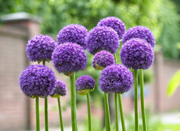 Allium plante