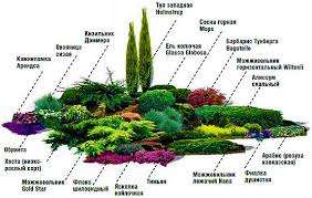 Et alpint rutsjebane ligner en mini-sten, hvilket betyder, at sten og stuntede planter vil danne grundlag for den fremtidige sammensætning.