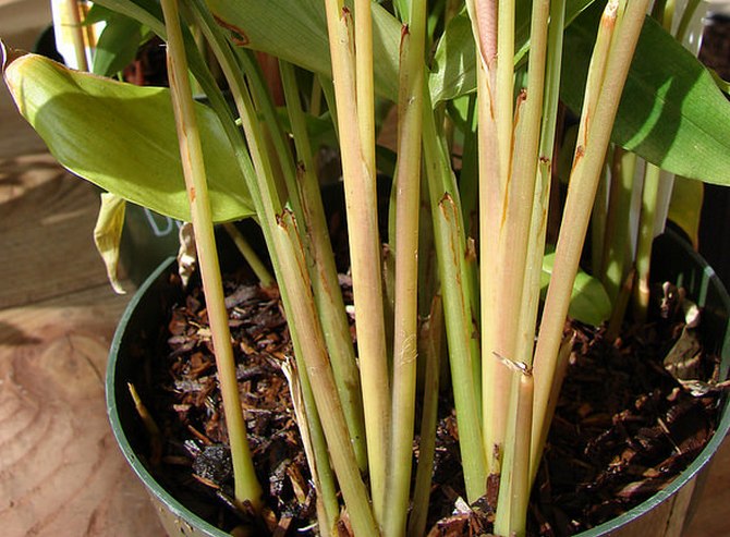 Gødning påføres jorden i perioden med aktiv vækst - fra marts til slutningen af august