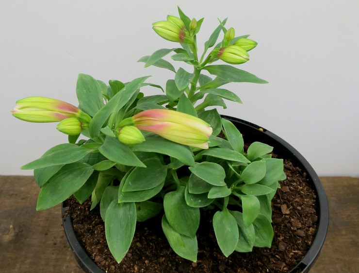 Reproduktion af alstroemeria