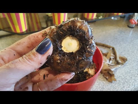 Graver amorphophallus klar til vinteren