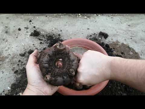 Amorphophallus cognac: nye udgravninger