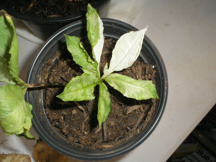 Sygdomme og skadedyr af amorphophallus