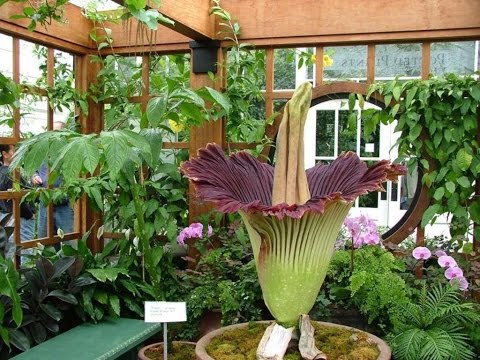 indendørs planter - amorphophallus