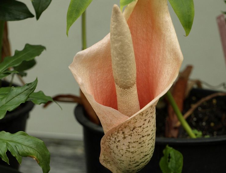 Amorphophallus pleje derhjemme