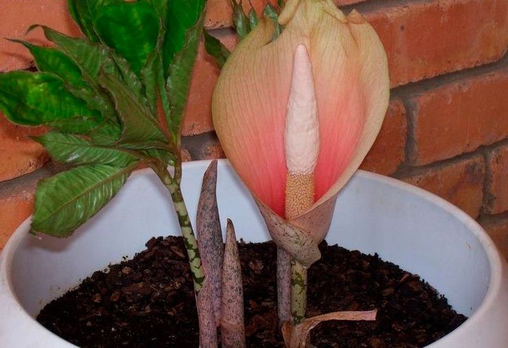 Voksende amorphophallus