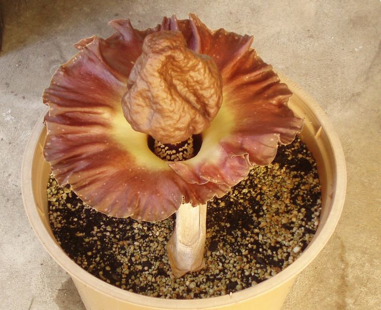 Amorphophallus transplantation