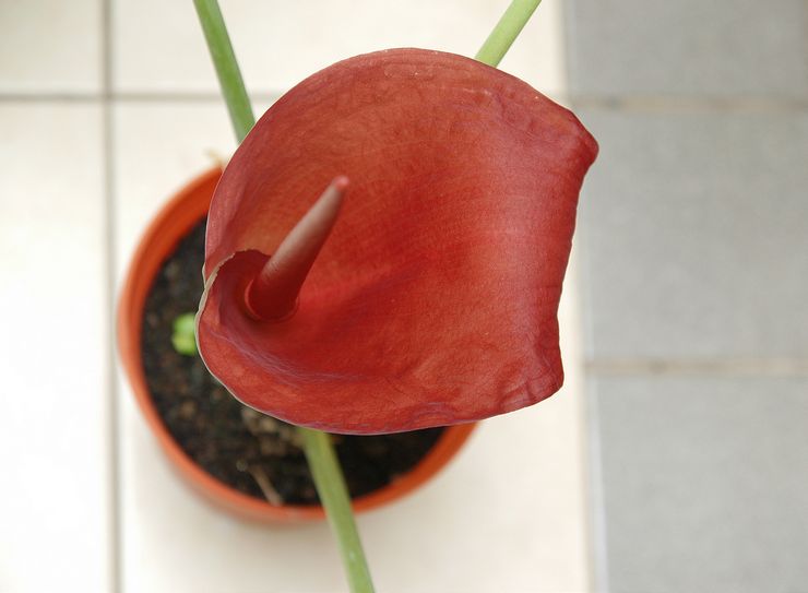 Blomstrende amorphophallus