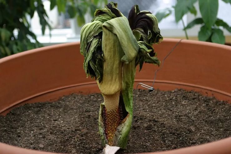 Hvileperiode for amorphophallus