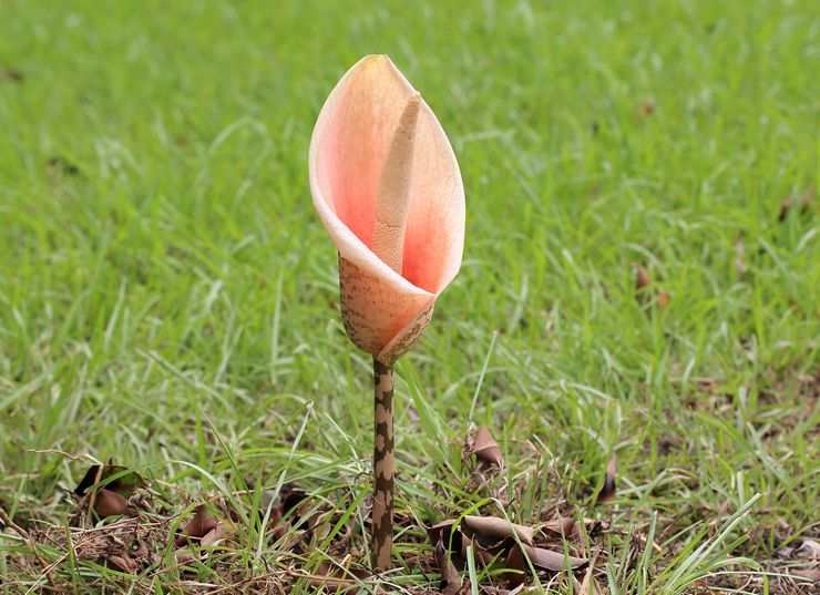 Amorphophallus blomst