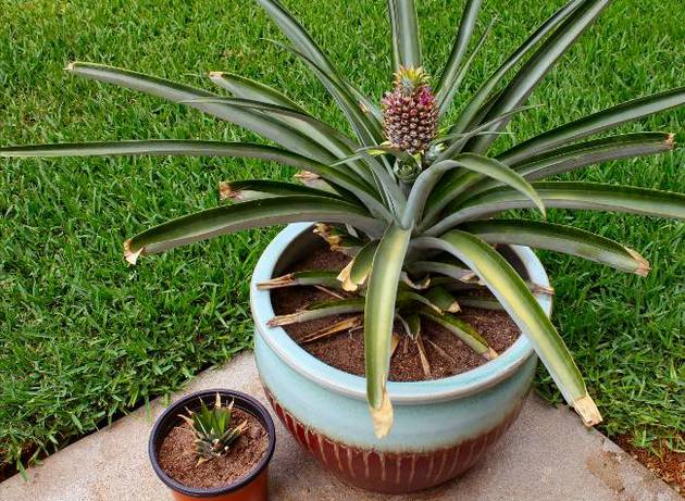 Starostlivosť o ananás