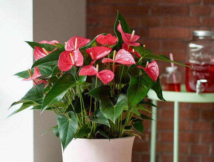 Anthurium pleje derhjemme