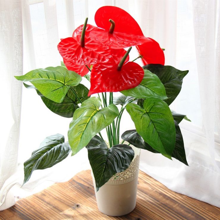 Anthurium Andre plejer derhjemme