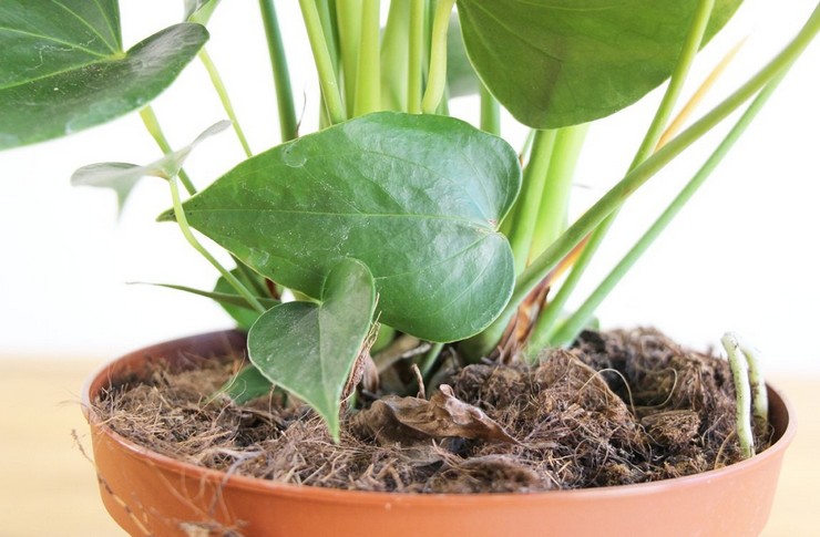 Pottemixet skal være åndbart