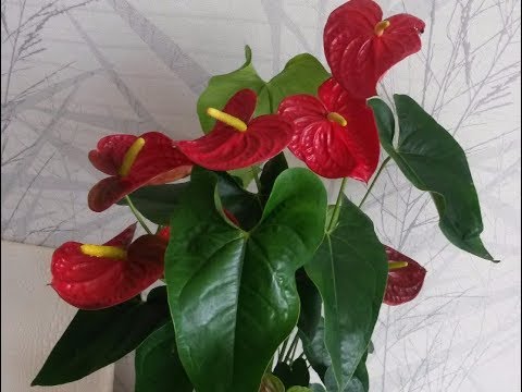 Anthurium Andre Dakota. Pleje og vanding