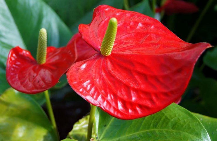 Anthurium Andre - hjemmepleje. Dyrkning af Andre anthurium, transplantation og reproduktion. Beskrivelse. Foto
