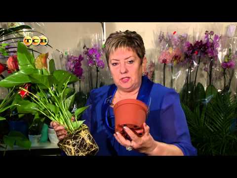 Anthurium - Kukkakauppa