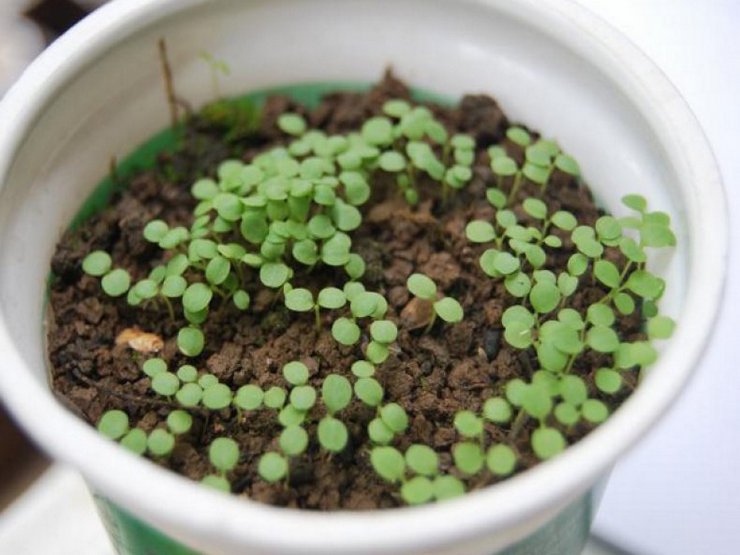 Arabien kasvattaminen siemenistä